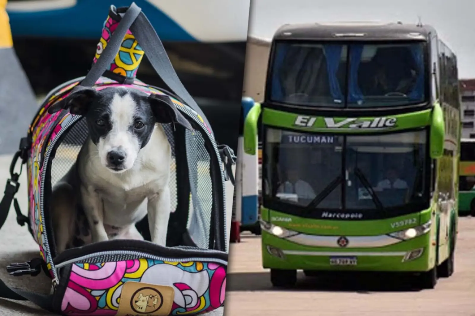 Public transport with animals
