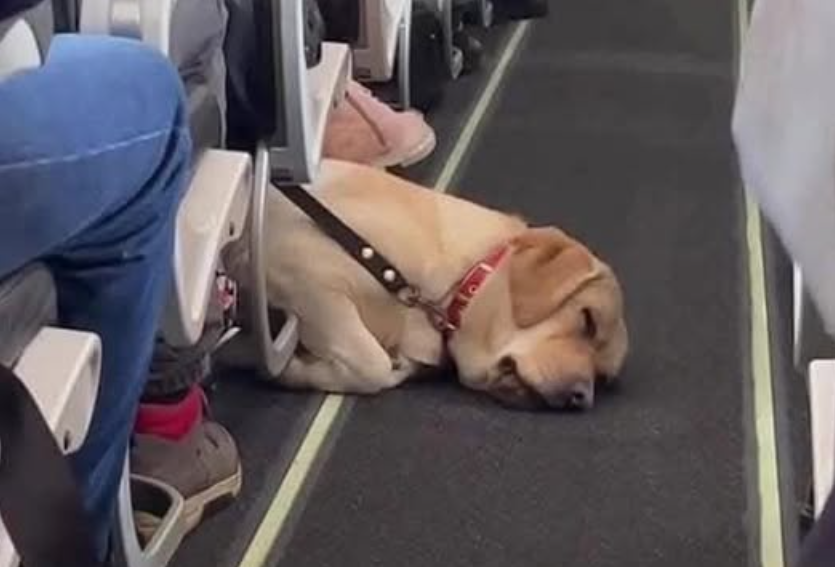 Dog relaxing while traveling