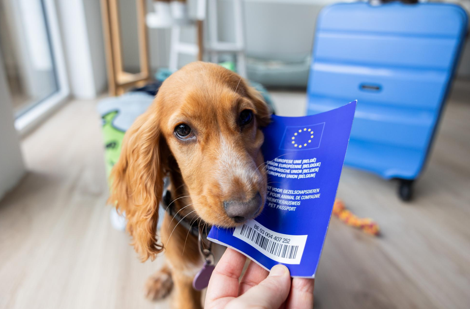 Pet passport and documents